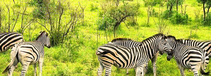 Parc national Kruger 3 jours Best Ever Safari au départ du Cap