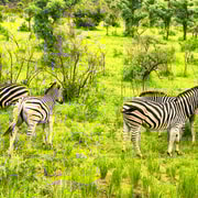 Parc national Kruger 3 jours Best Ever Safari au départ du Cap
