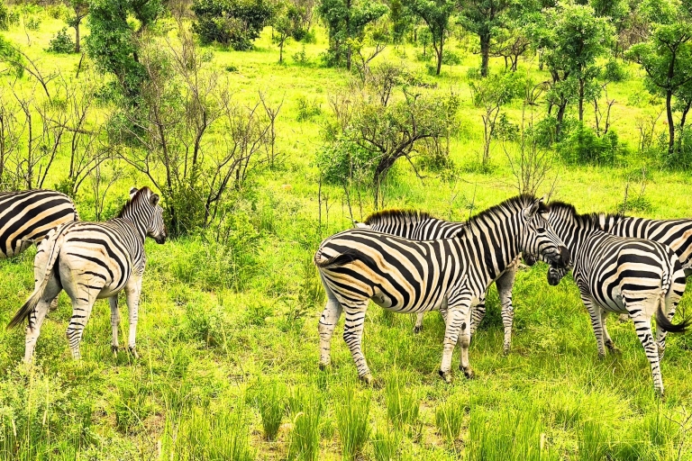 Krüger National Park 3 Tage Best Ever Safari von Kapstadt ausHotel Option
