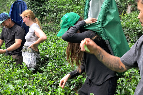 Ella: Organic Tea Plantation Tour with Tea Making & Tasting