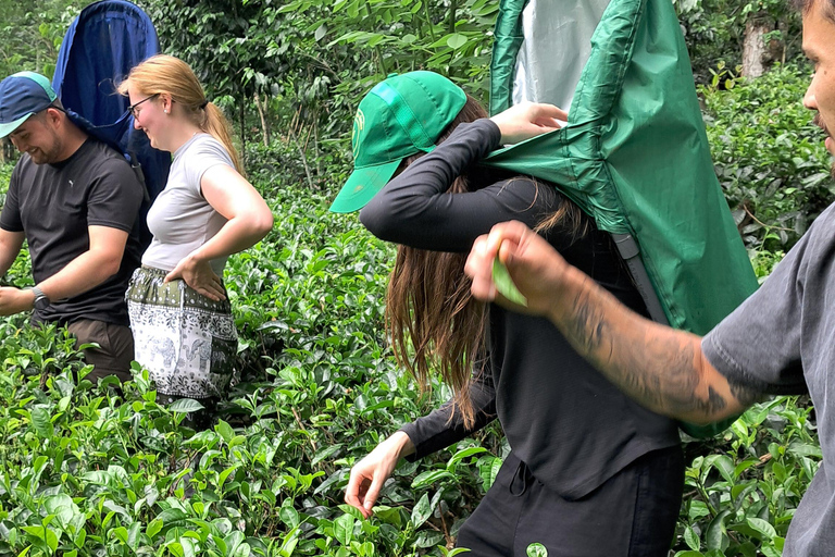 Ella: Organic Tea Plantation Tour with Tea Making & Tasting