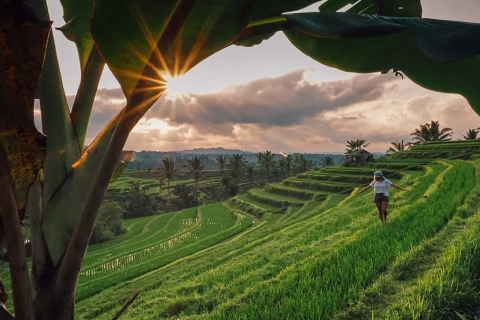 Bali: Jatiluwih Reisterrasse Sonnenaufgangs-Trekking mit FrühstückOhne Eintrittsgelder & Frühstück