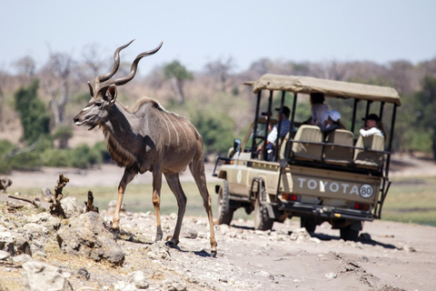 Erweiterte Tagestour zum Chobe