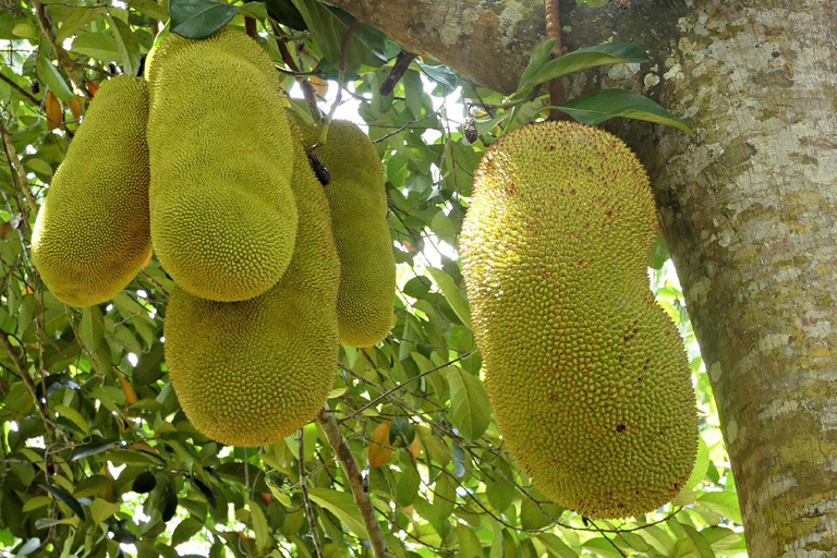 Zanzibar: Private Half-Day Tropical Fruits and Spices Tour