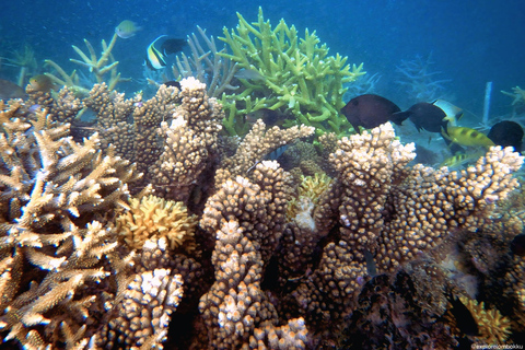 Gili Kondo, Bidara & Petagan Snorkeling Day Trip with Lunch Lombok: Gili Kondo, Bidara, Petagan Snorkel for small group