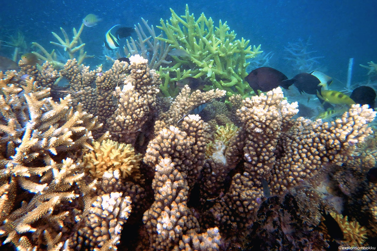 Gili Kondo, Bidara & Petagan Snorkeling Day Trip with Lunch Lombok: Gili Kondo, Bidara, Petagan Snorkel for small group
