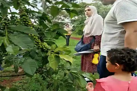 Coffee Farm Tour (Fairview)