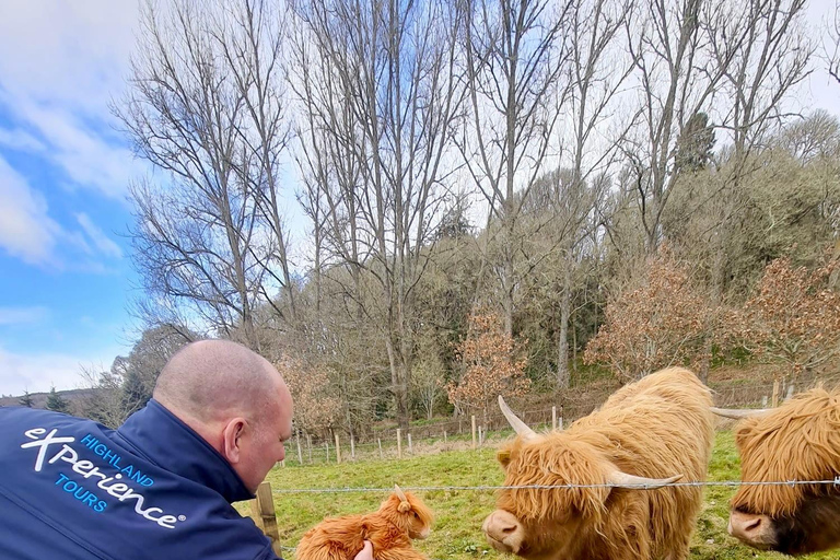 From Edinburgh: Glenfinnan, Fort William and Highland Cows