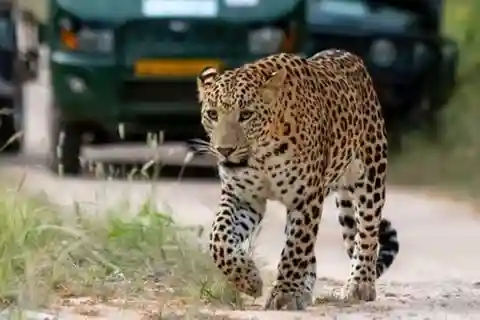 Tour privato del safari del leopardo di Jhalana/Amagarh