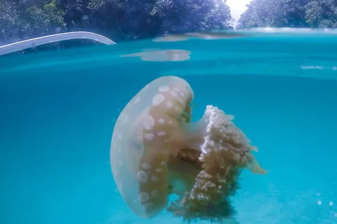 Surigao/Siargao: Sohoton Cove Tour with Lunch and Pickup