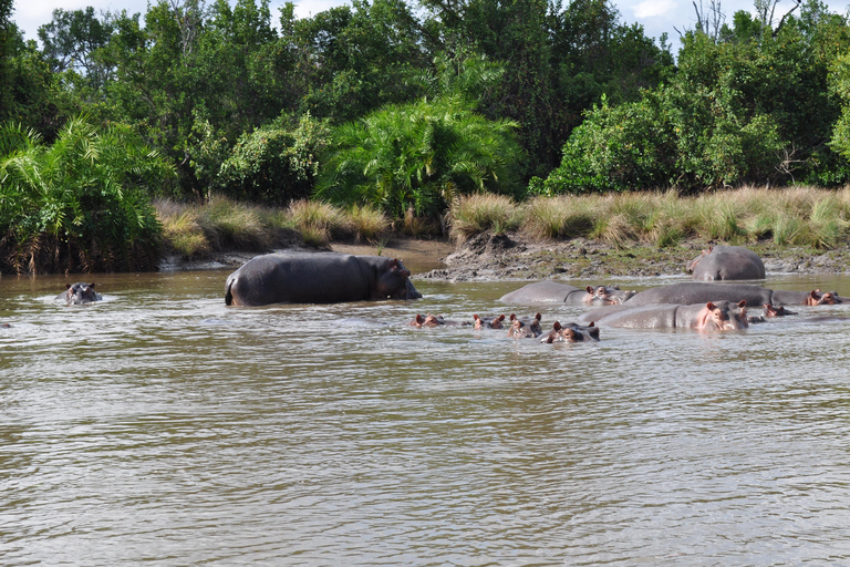 从桑给巴尔出发：萨达尼 3 天飞行野生动物观光之旅从桑给巴尔出发：萨达尼飞行之旅（3 天，含野生动物观赏）