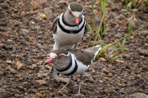 Nairobi: passeio de meio dia no Parque NacionalNairobi: tour privado de meio dia no Parque Nacional