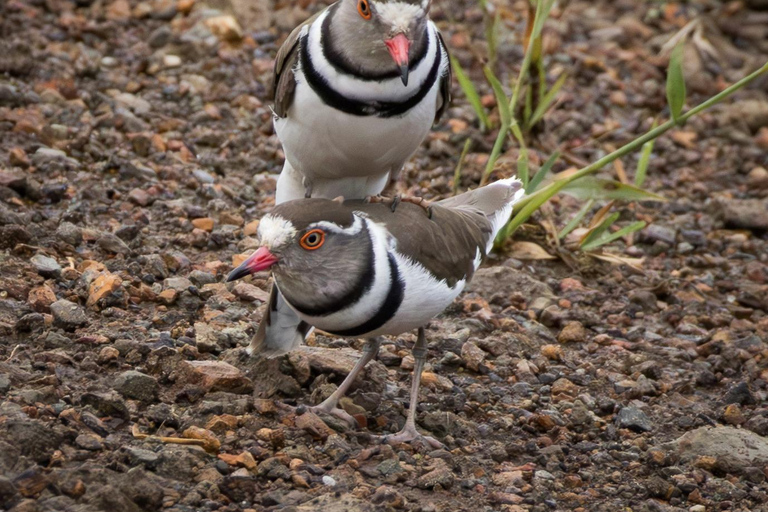 Nairobi: passeio de meio dia no Parque NacionalNairobi: tour privado de meio dia no Parque Nacional