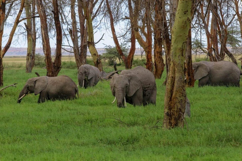 Nairobi: Amboseli National Park Tagestour mit Masai Dorf