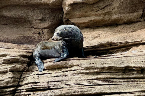 Whitianga: Cathedral Cove Cruise, Caves & Snorkelling