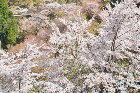 Yoshino, Nara: Cherry Blossom Hiking Tour With Temple Visit