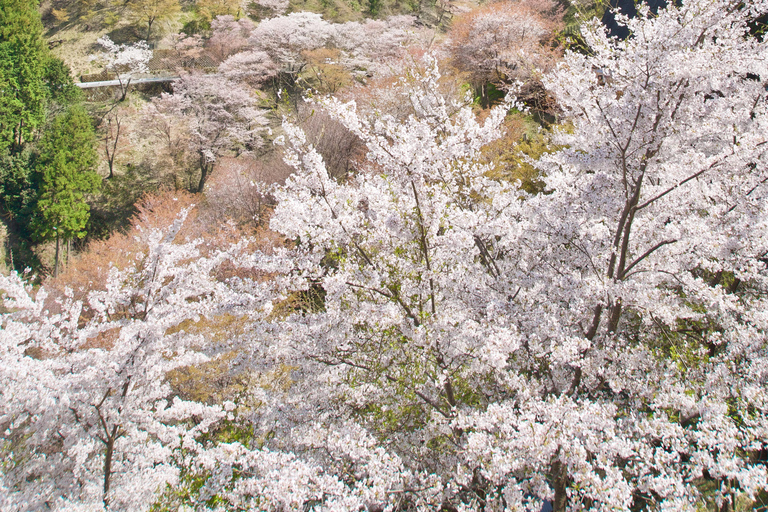 Yoshino, Nara: Cherry Blossom Hiking Tour With Temple Visit