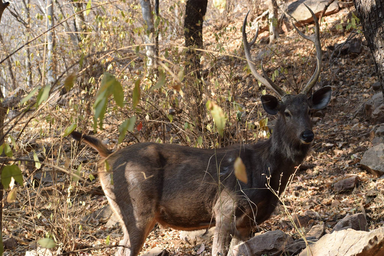 8 Tage Goldenes Dreieck Indien mit Wild Life Tour ab DelhiTour mit Auto & Fahrer mit Guide