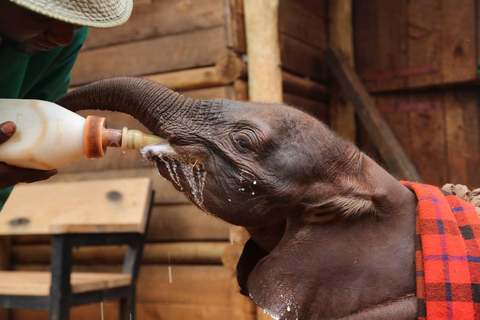 Nairobi: Karen Blixen, Elephant Orphanage & Giraffe Center