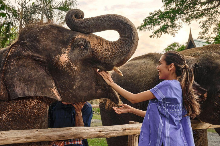 Bangkok Elephant Park: Meio dia de cuidados com elefantesHD Elephant Care com serviço de busca no hotel e traslado de ida e volta (particular)