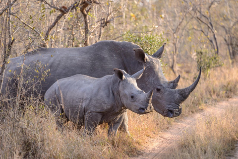 5 giorni di safari nella natura di Samburu, Ol-Pejeta e Aberdares