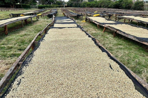 Coffee Farm Tour (Fairview)