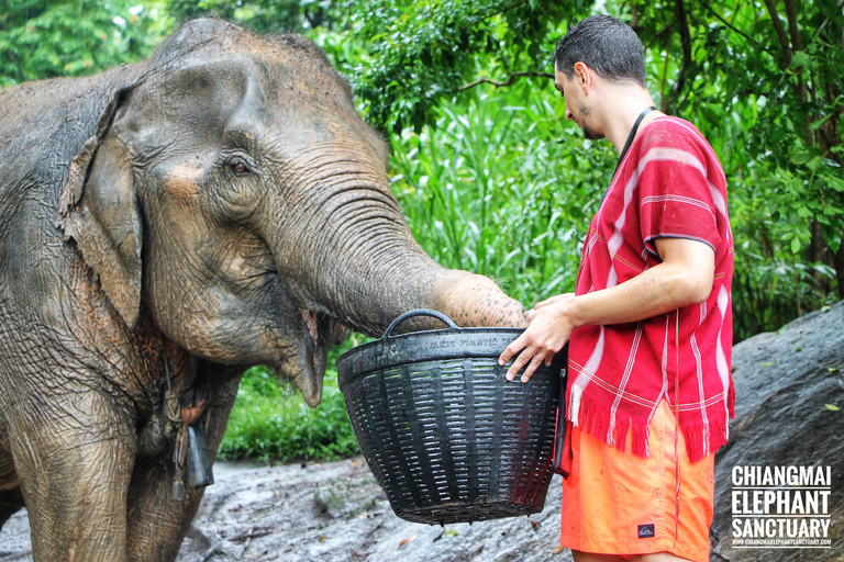 Experiência exclusiva de meio dia com animais gigantes da família