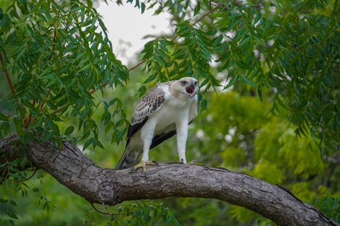 Minneriya: Private Bird Photography Tour with Guide
