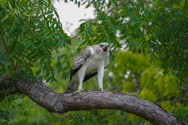 Minneriya: Private Bird Photography Tour with Guide