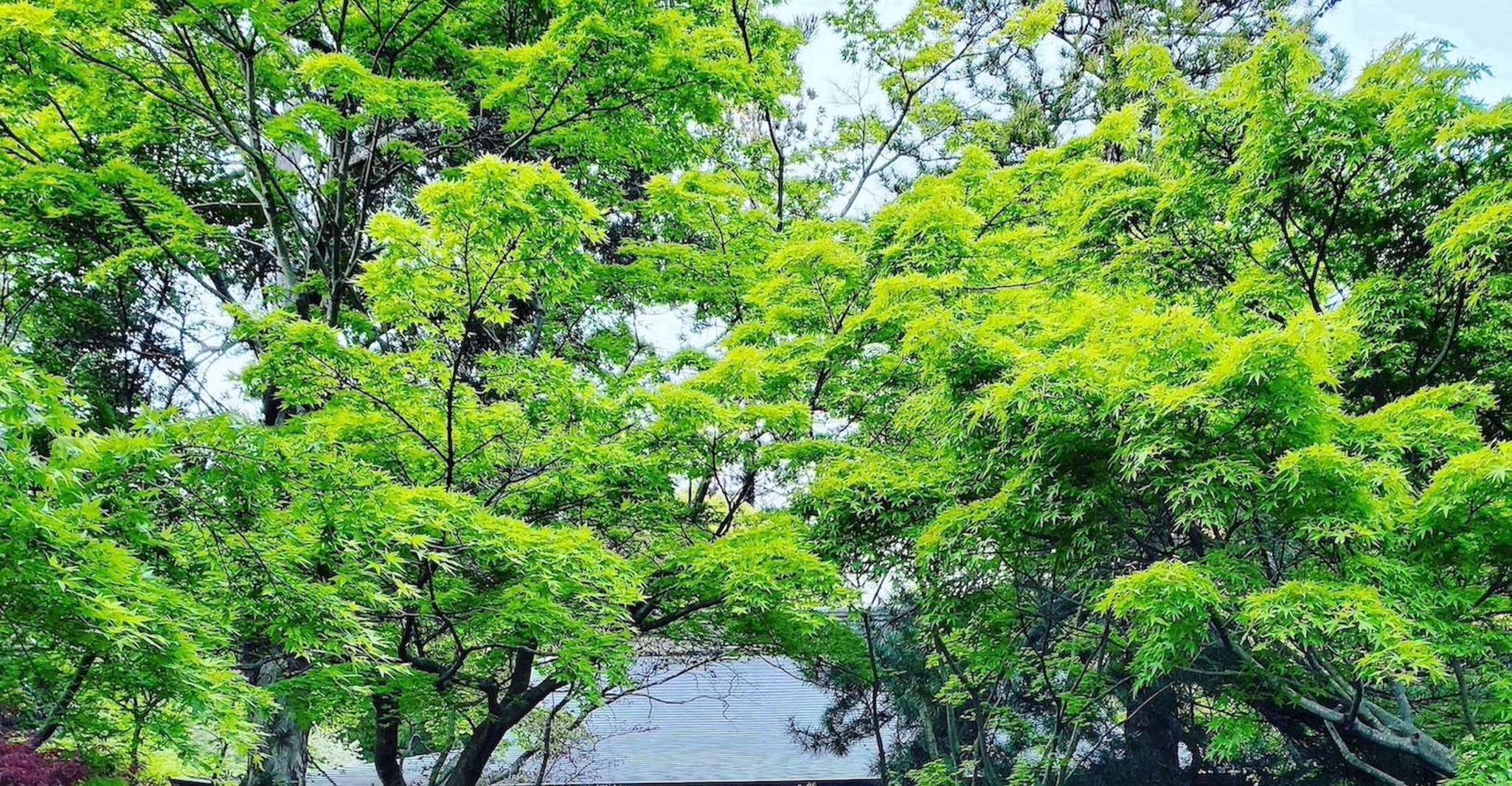 Kamakura, viaggio Zen - Housity