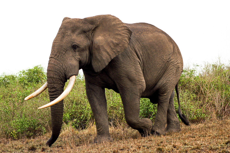 From Kampala: 3-Day Murchison Falls National Park Safari