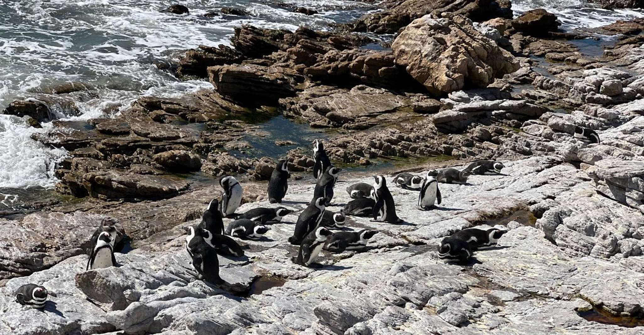 Cape Peninsula penguins, seals and wine Tasting Sharing Tour