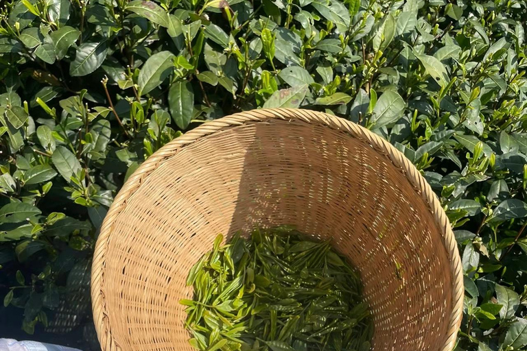 من هانغتشو: قرية لونغوو للشاي، جولة في بلدة لونغمن والسدGuide for other languages