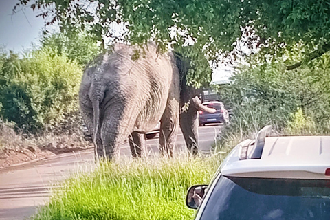 Pilanesberg National Park