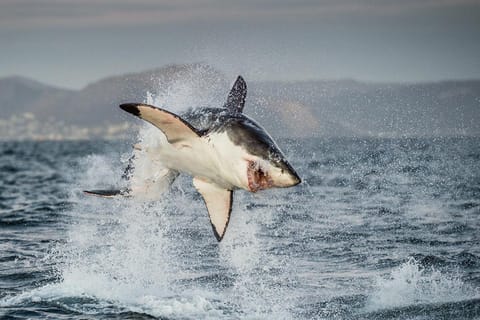 Cape Town: Shark Diving Experience