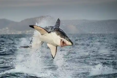 Le Cap : plongée privée avec le grand requin blanc