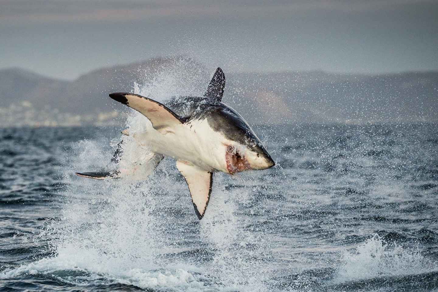 Cape Town: Shark Diving Experience - Cape Town: Shark Diving Experience(False Bay Route)