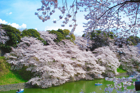 Cherry Blossom Seasonal Special: Classic Tokyo Day Tour Includes beef set meal