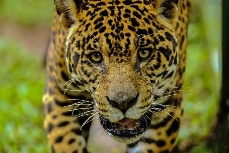 Von Iquitos aus: Ein ganzer Tag wunderbare Tierwelt