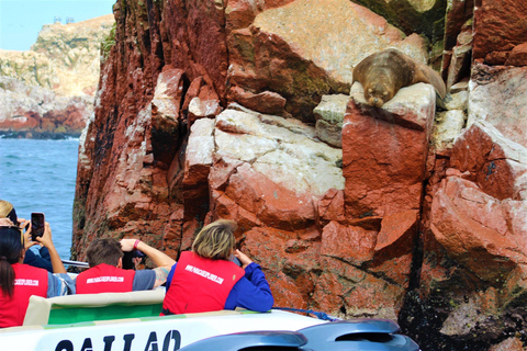 Paracas: Tour en barco guiado por las Islas Ballestas