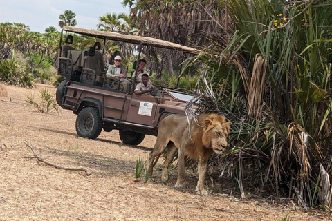 From Zanzibar: Mikumi Safari Day Trip with Flights and Lunch Mikumi Shared Safari without hotel transfer