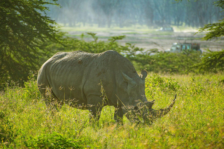 Lake Nakuru National Park: Daytrip in a 4X4 Private Jeep