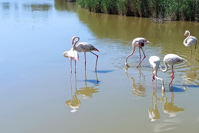 Arles Roman jewel & Provence wildlife