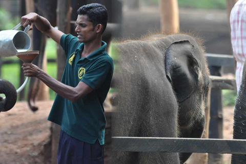 Sri Lanka: tour avventuroso di 12 giorni