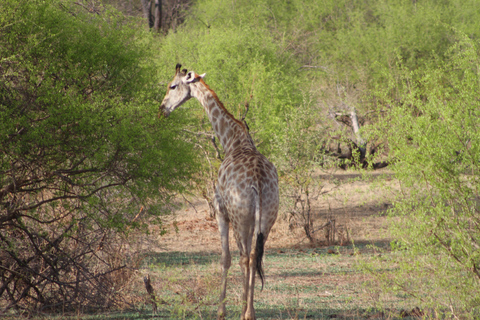 Victoria Falls: Safari game drive tour 3 hours