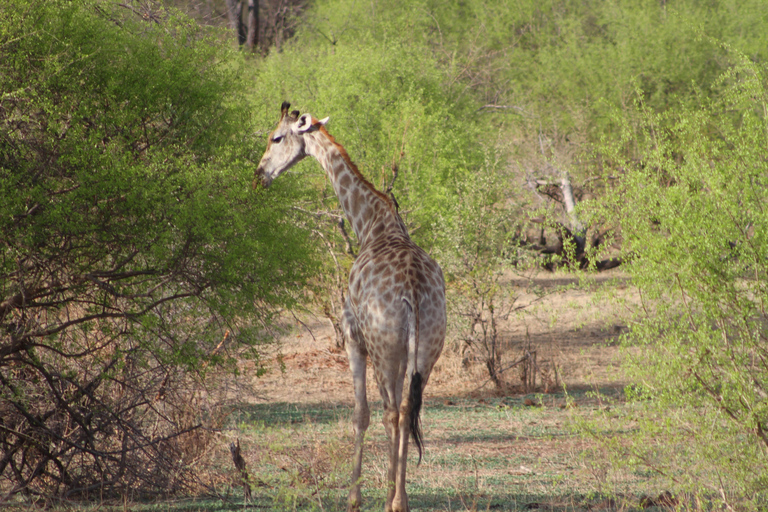 Victoria Falls: Safari game drive tour 3 hours