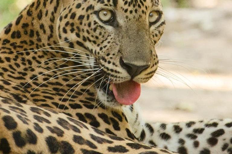 Desde Tangalle: Safari por el Parque Nacional de Yala con bajada: EllaSafari matinal de 4 horas