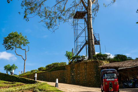 Ella: Be a Tea Farmer for a Day with Tuk-Tuk Tour & Tasting Ella: Be a Tea Farmer for a Day with Tuk-Tuk & Tasting