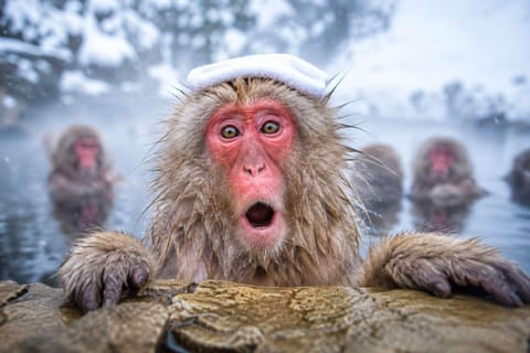 From Tokyo: Nagano Private Day Trip with Jigokudani Park - Image 2