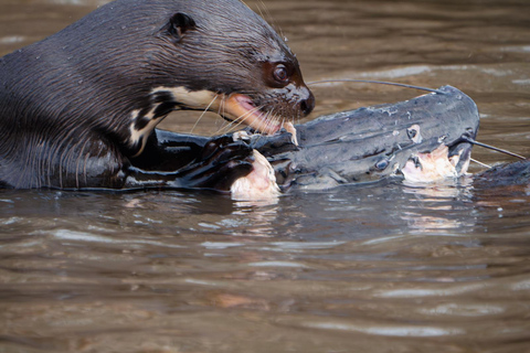 São Paulo: 3-Day Eco Safari Experience in the Pantanal